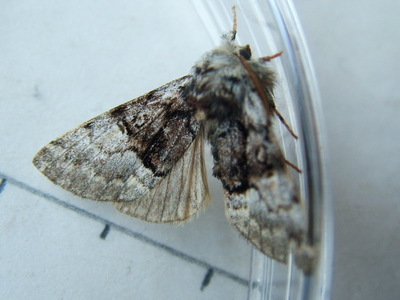Nut-tree Tussock